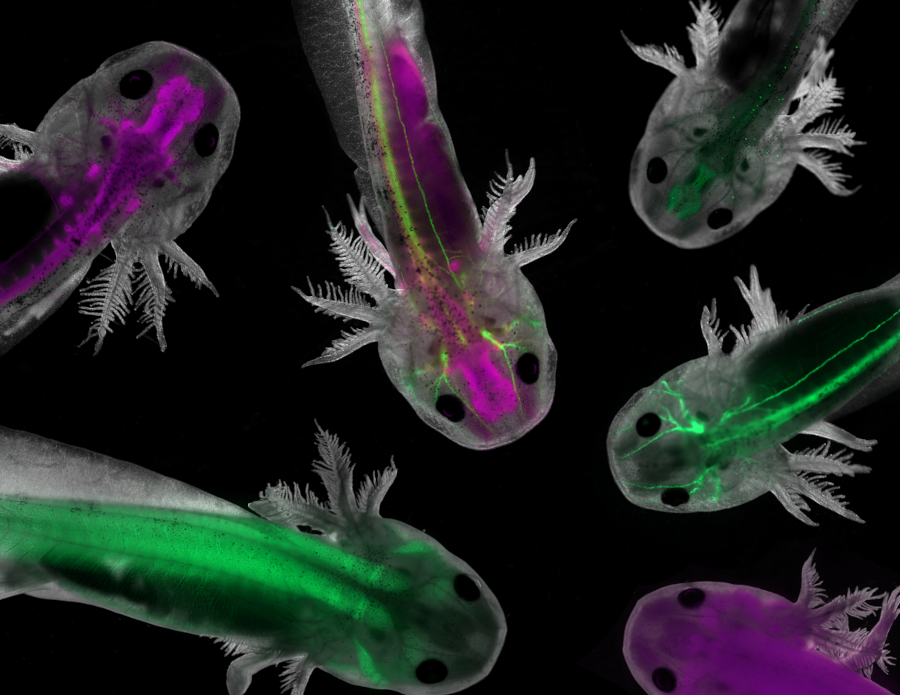 Axolotls showing nervous system components